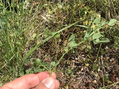 Medicago truncatula