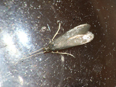 Coleophorinae