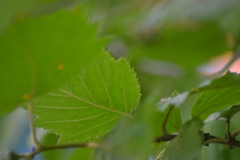 Crataegus mollis