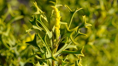 Synaphea spinulosa