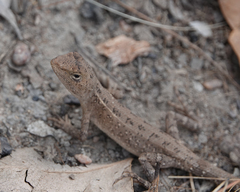 Diporiphora bilineata