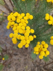 Phymaspermum athanasioides