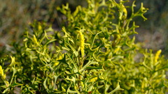 Synaphea spinulosa