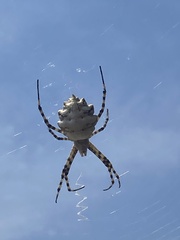 Argiope lobata