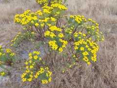 Phymaspermum athanasioides