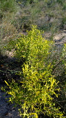 Synaphea spinulosa