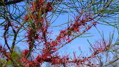 Hakea orthorrhyncha