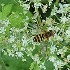 Syrphus