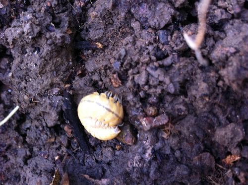 Xystocheir dissecta