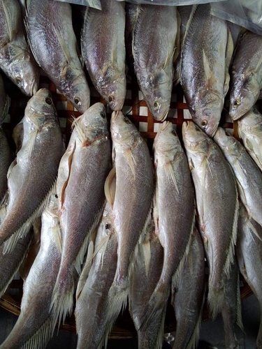 Boeseman croaker (Boesemania microlepis) — Sciaenidae — 3