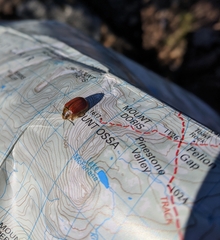 Paropsisterna bimaculata