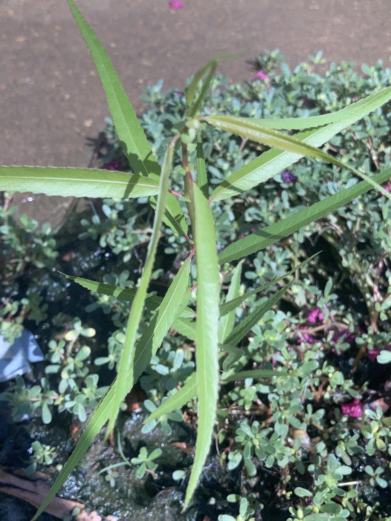 Proserpinaca palustris var. palustris