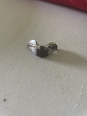 Acanthopleura granulata