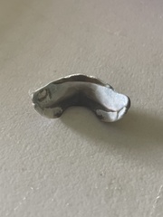 Acanthopleura granulata