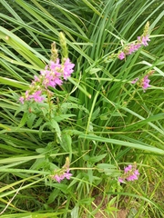Lythrum salicaria