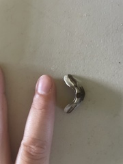 Acanthopleura granulata