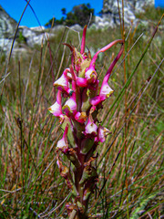 Disa rhodantha