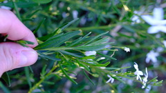 Cyphanthera racemosa
