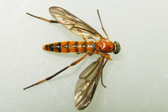 Dialysis fasciventris