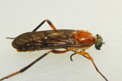 Dialysis fasciventris