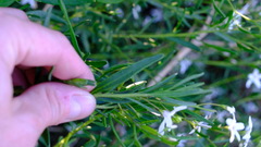 Cyphanthera racemosa