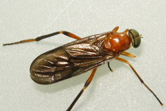 Dialysis fasciventris