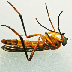 Dialysis fasciventris