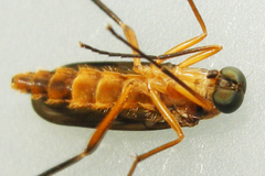 Dialysis fasciventris