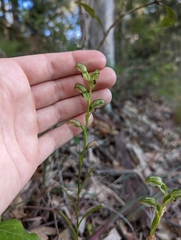 Pterostylis tunstallii
