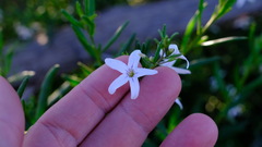 Cyphanthera racemosa