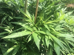 Phyllostachys makinoi