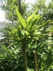 Phyllostachys makinoi