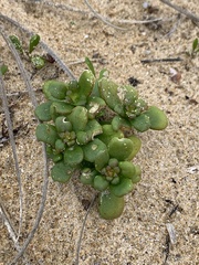 Scaevola calendulacea