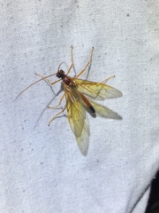 Opheltes glaucopterus barberi