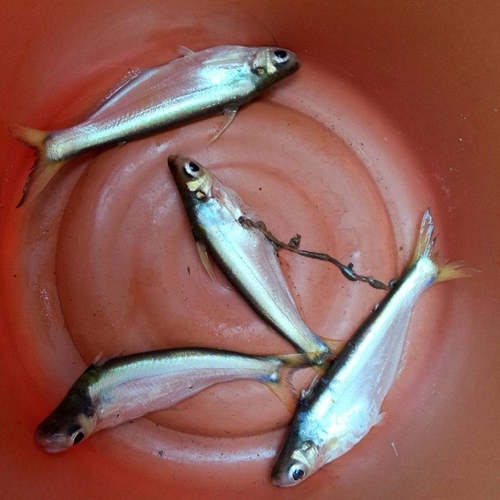 Longbarbel pangasius (Pangasius macronema) — Pangasiidae — 4