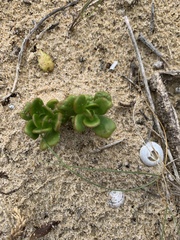 Scaevola calendulacea
