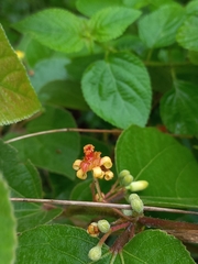 Grewia tiliifolia
