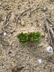 Scaevola calendulacea