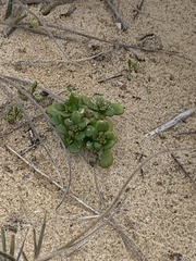 Scaevola calendulacea