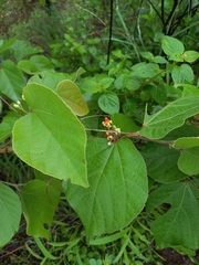Grewia tiliifolia
