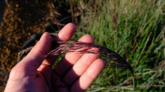 Triodia dielsii