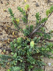 Pimelea serpyllifolia