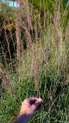 Triodia dielsii