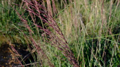 Triodia dielsii