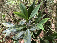 Pyrenaria microcarpa