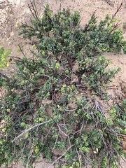 Pimelea serpyllifolia