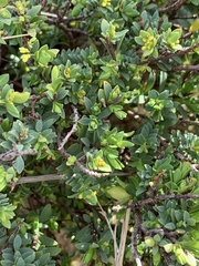 Pimelea serpyllifolia