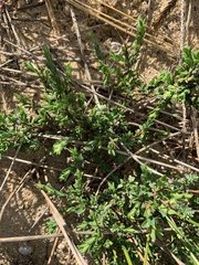 Pimelea serpyllifolia
