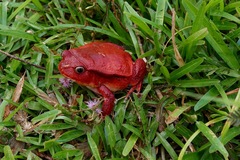 Dyscophus antongilii