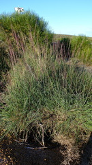 Triodia dielsii